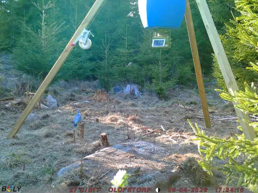 Bild från STORATRÄA