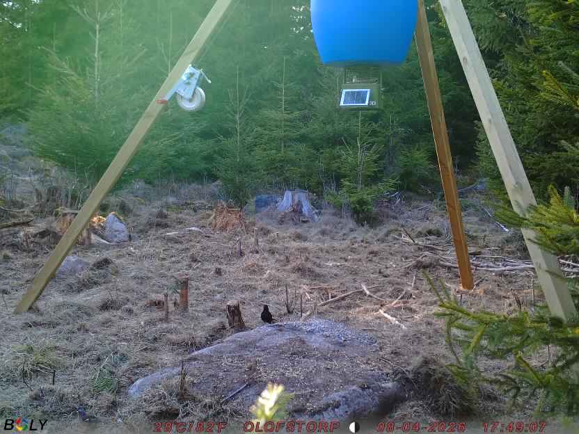 Bild från STORATRÄA