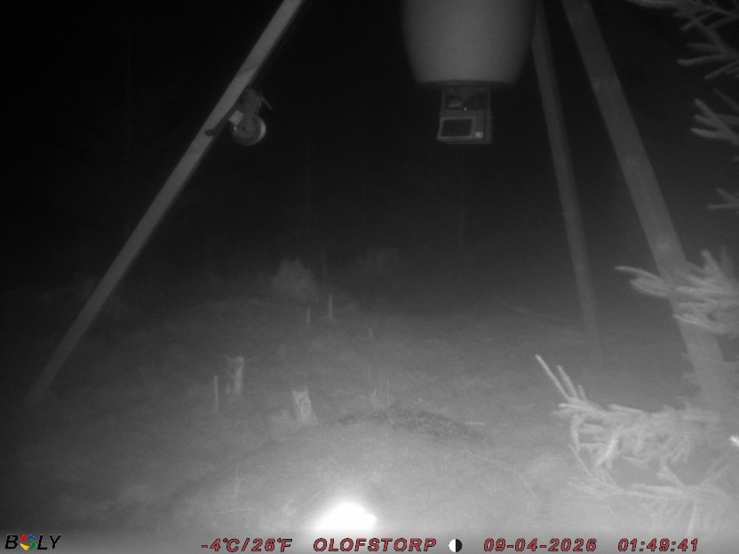 Bild från STORATRÄA