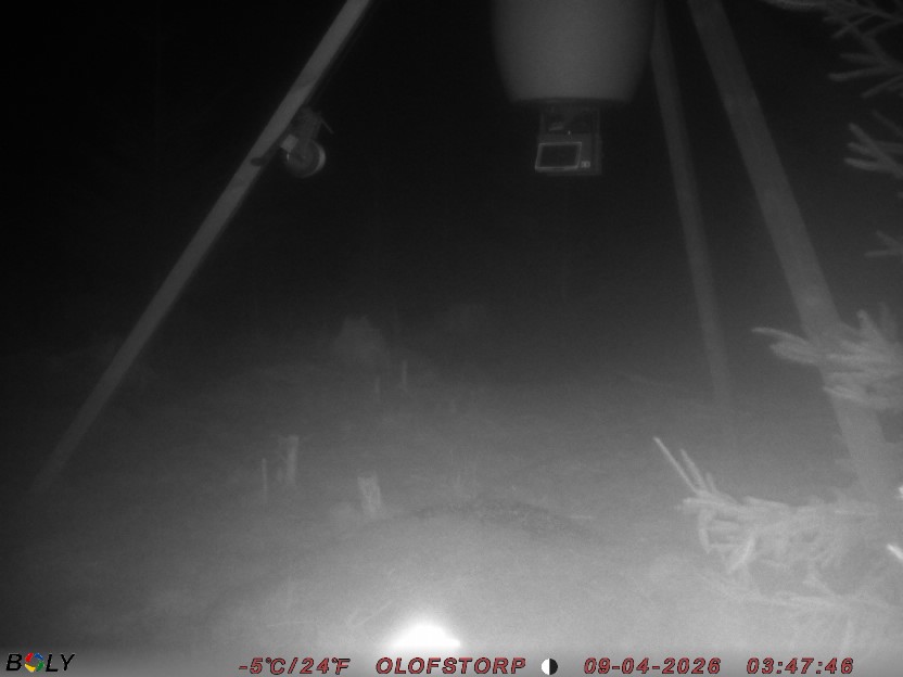 Bild från STORATRÄA