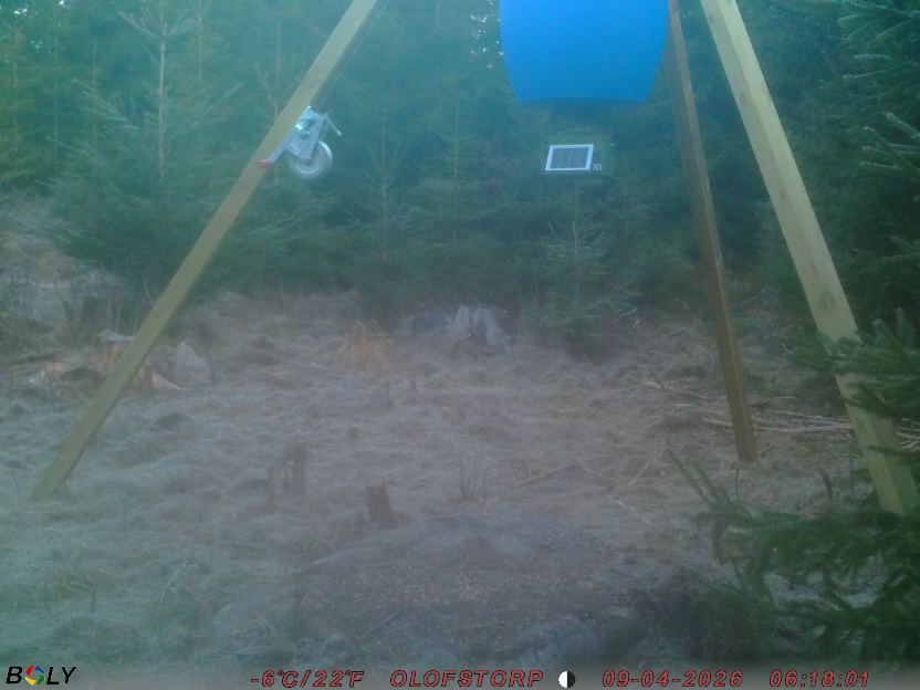 Bild från STORATRÄA