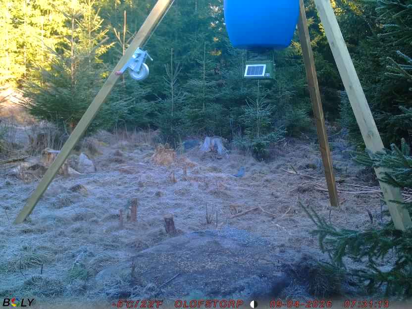 Bild från STORATRÄA