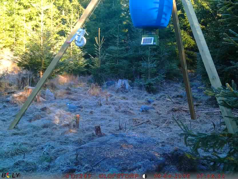 Bild från STORATRÄA