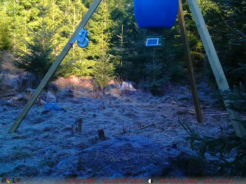 Bild från STORATRÄA