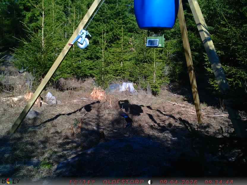 Bild från STORATRÄA