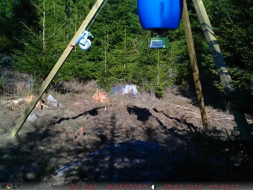 Bild från STORATRÄA