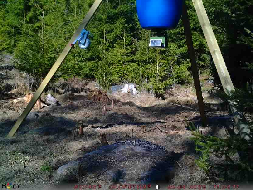 Bild från STORATRÄA