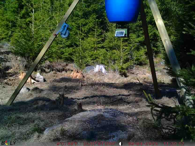 Bild från STORATRÄA