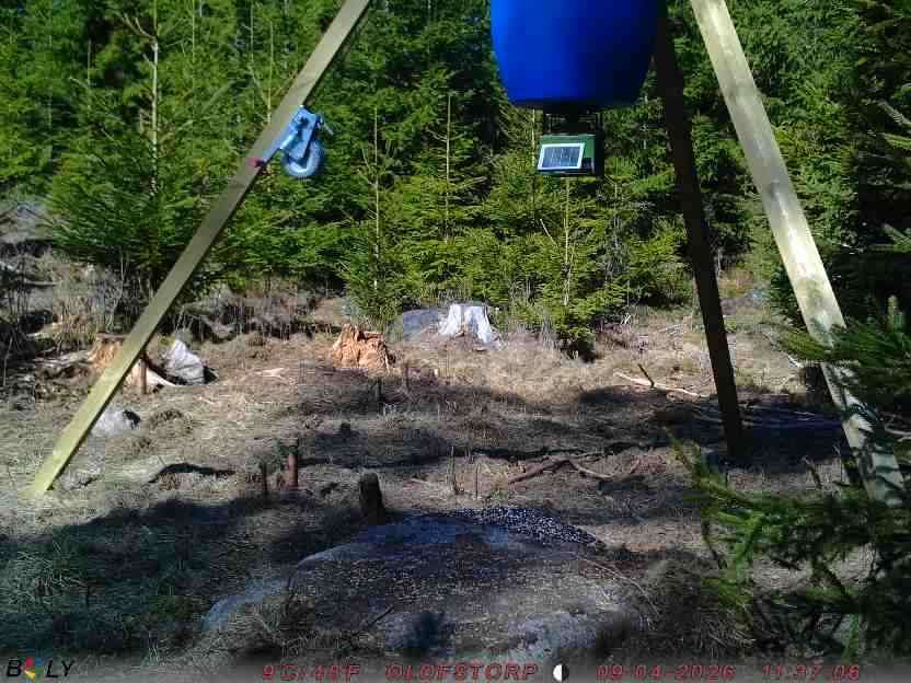 Bild från STORATRÄA