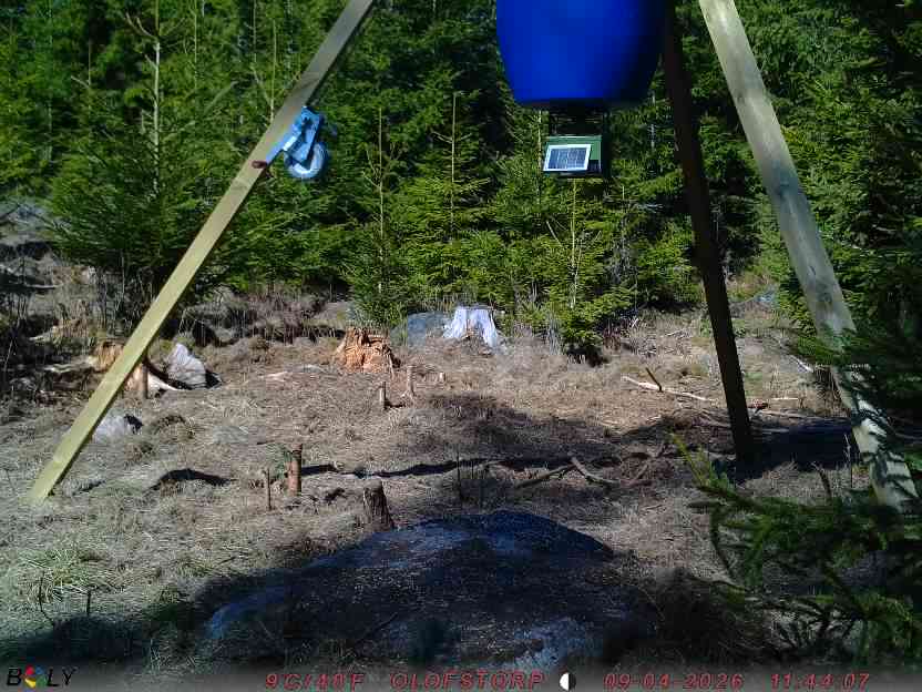 Bild från STORATRÄA