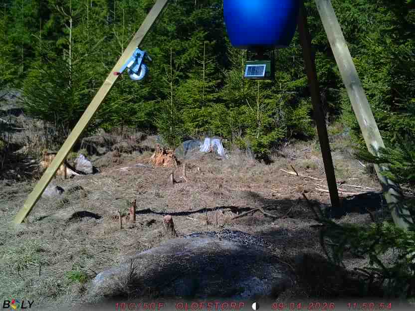 Bild från STORATRÄA