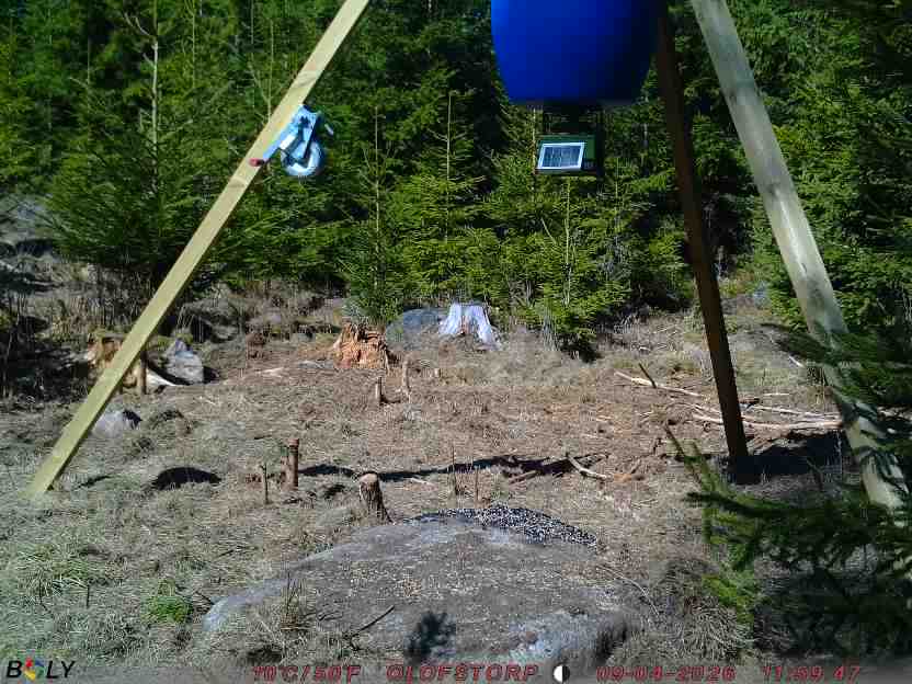 Bild från STORATRÄA