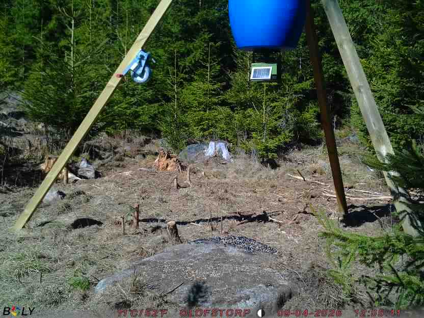 Bild från STORATRÄA