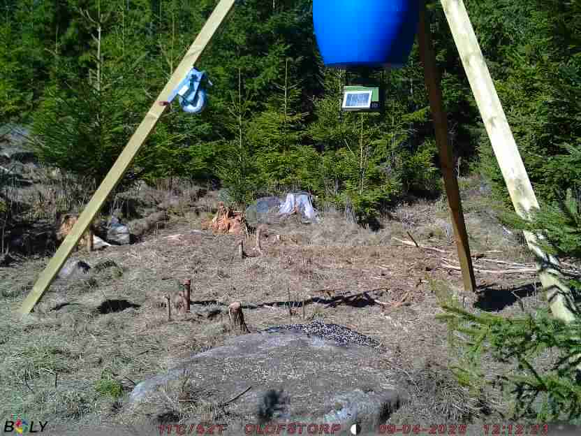 Bild från STORATRÄA