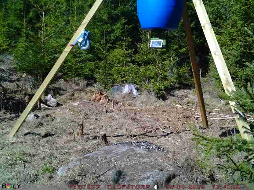 Bild från STORATRÄA