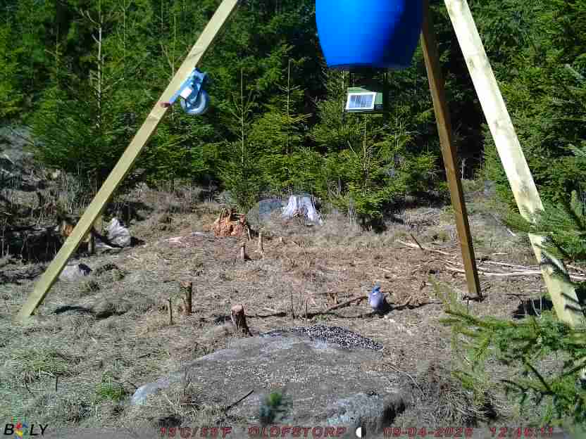 Bild från STORATRÄA