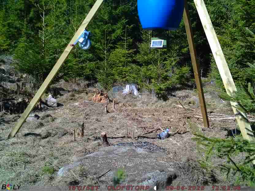 Bild från STORATRÄA