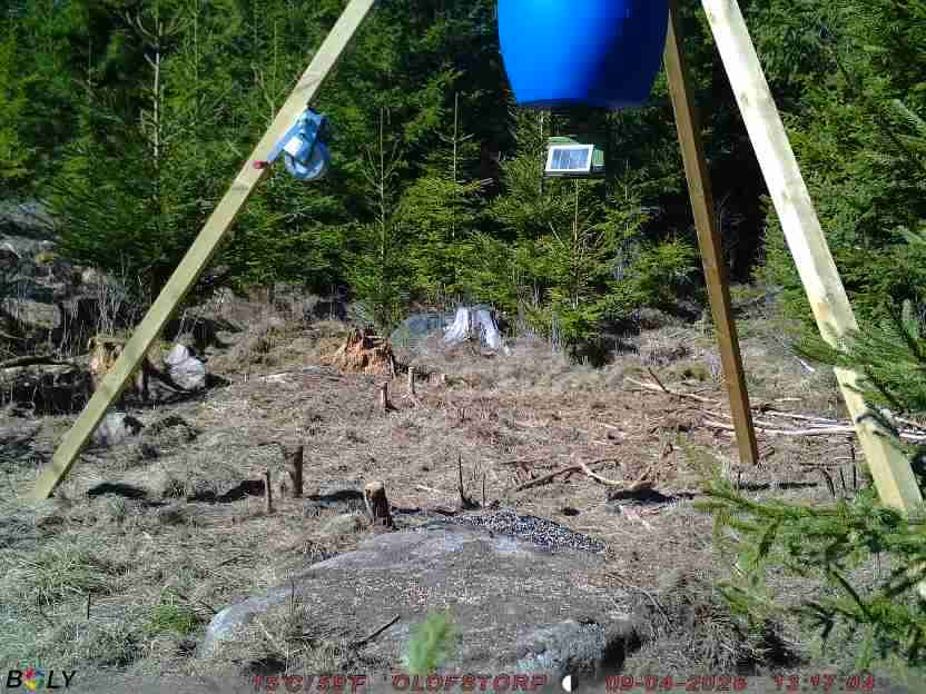 Bild från STORATRÄA