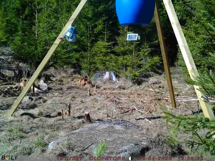 Bild från STORATRÄA