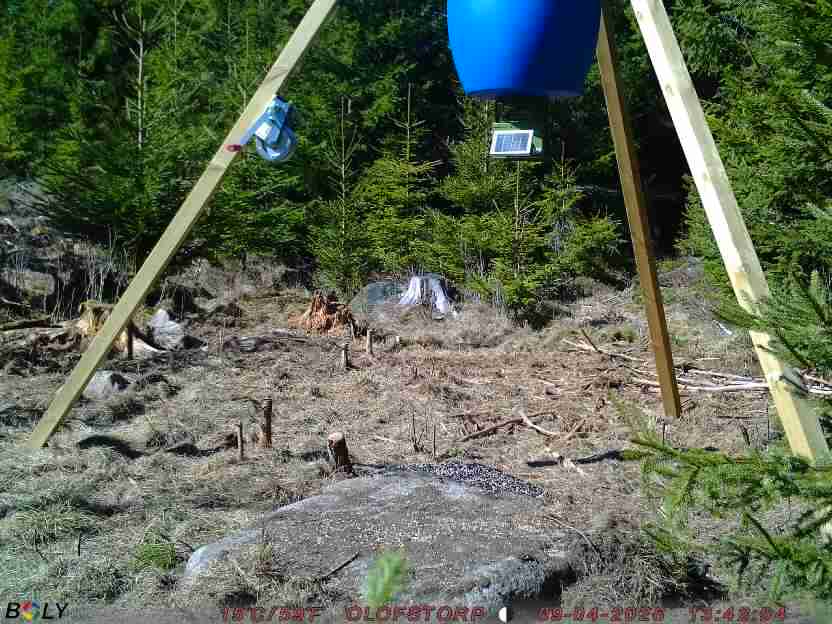 Bild från STORATRÄA