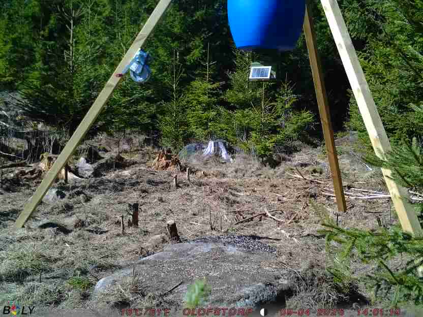 Bild från STORATRÄA