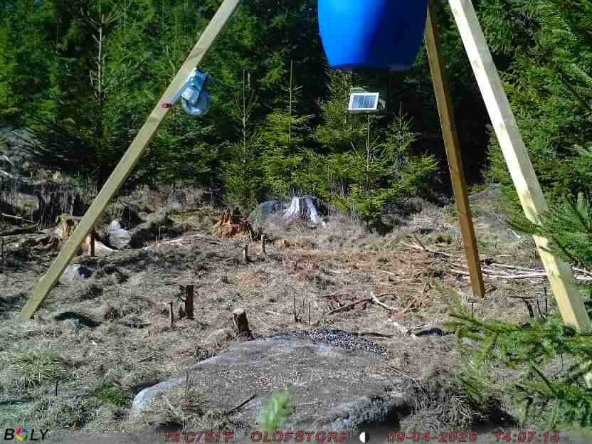 Bild från STORATRÄA