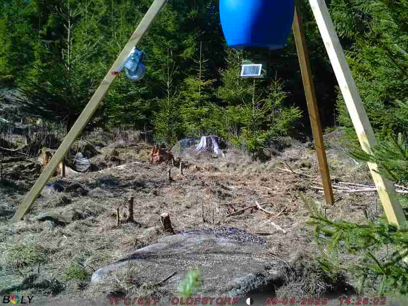 Bild från STORATRÄA