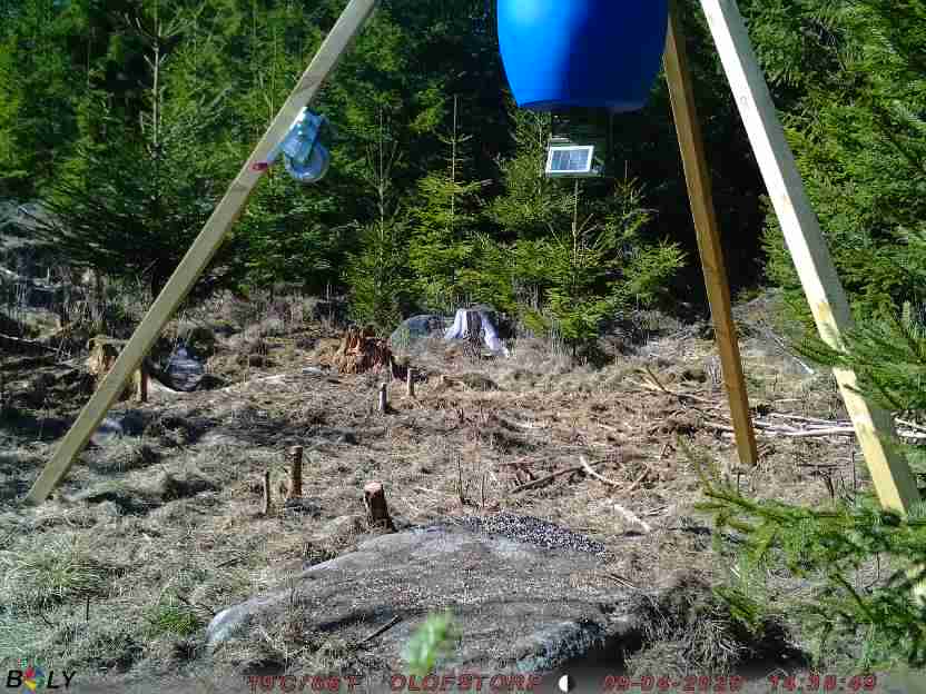 Bild från STORATRÄA