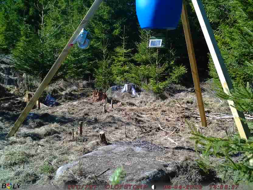 Bild från STORATRÄA