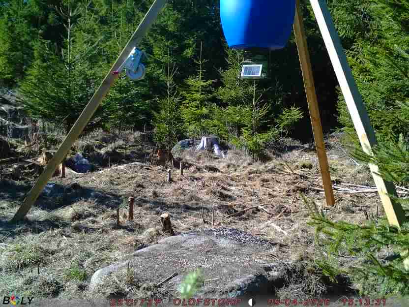 Bild från STORATRÄA