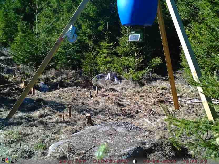 Bild från STORATRÄA