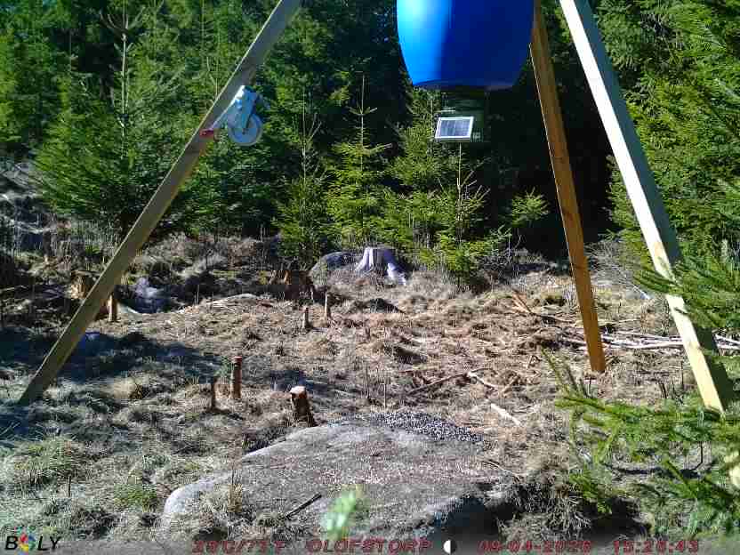 Bild från STORATRÄA