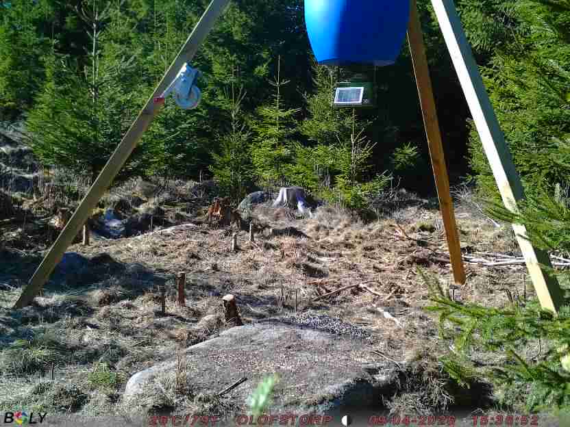 Bild från STORATRÄA