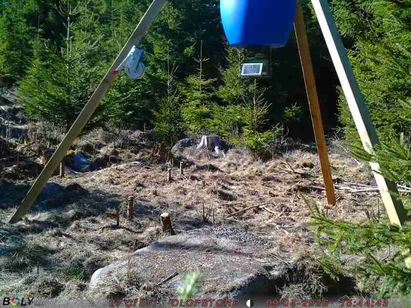 Bild från STORATRÄA