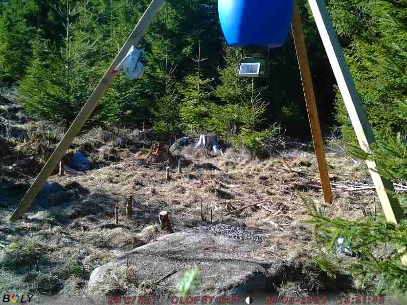 Bild från STORATRÄA