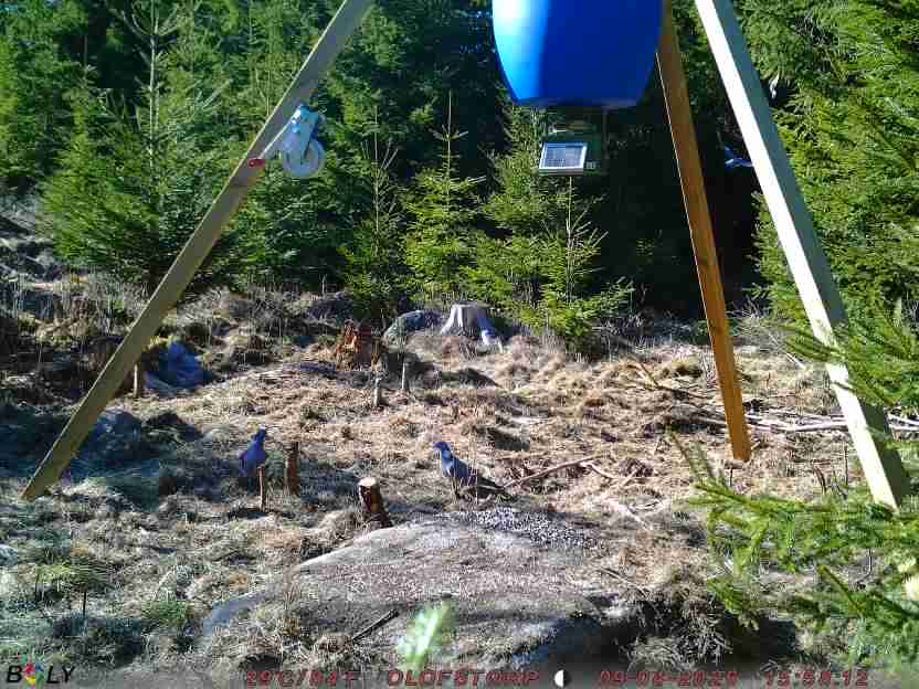 Bild från STORATRÄA