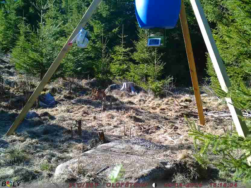 Bild från STORATRÄA