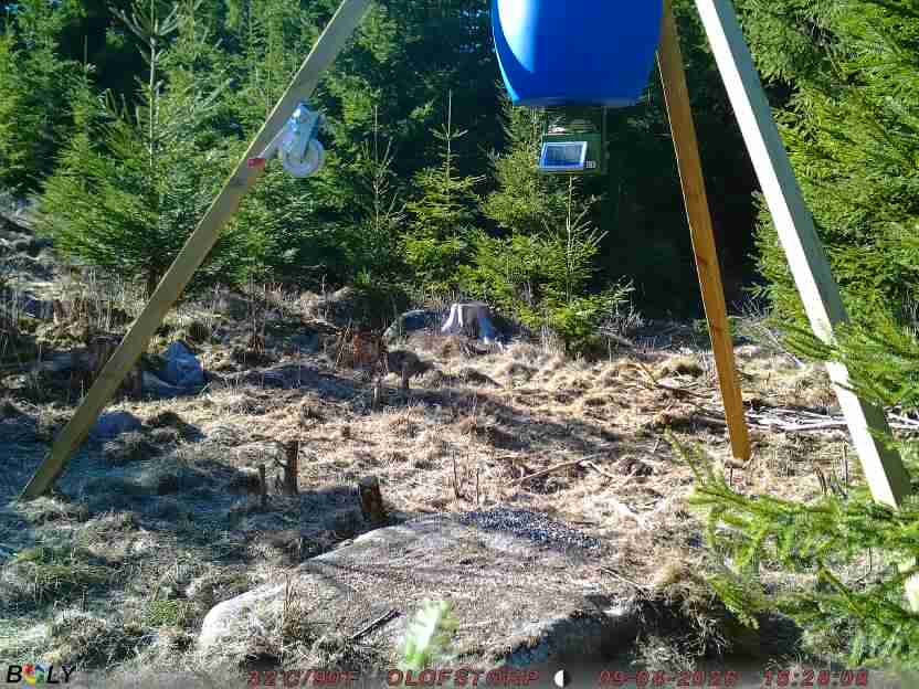 Bild från STORATRÄA