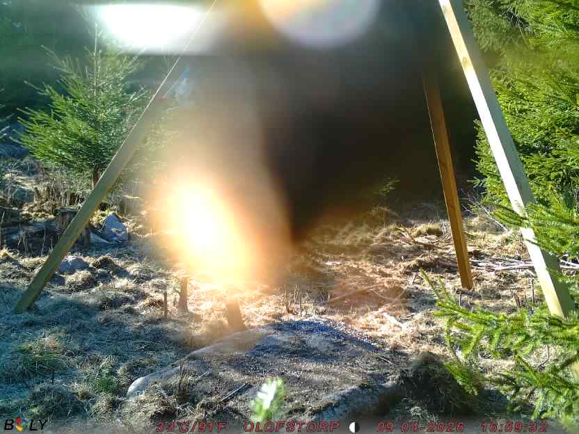 Bild från STORATRÄA