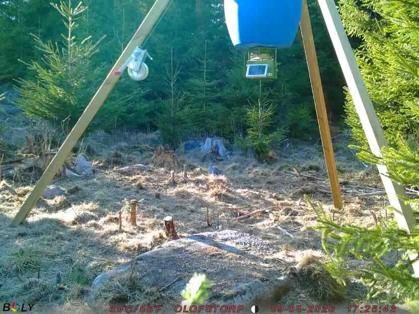 Bild från STORATRÄA