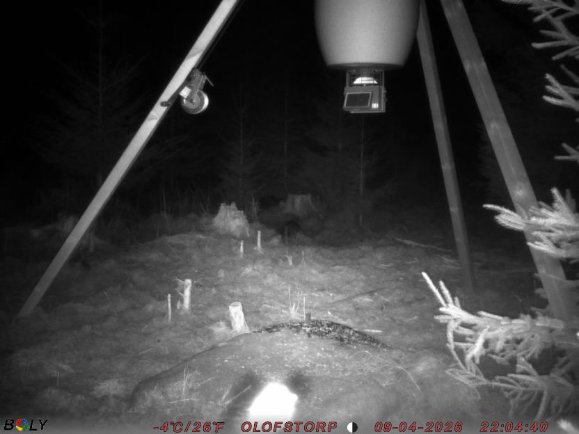 Bild från STORATRÄA