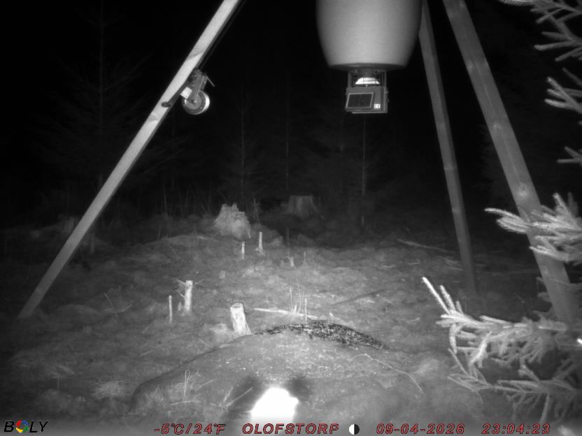 Bild från STORATRÄA