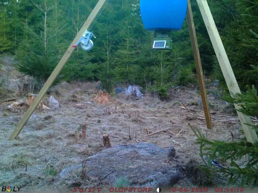 Bild från STORATRÄA