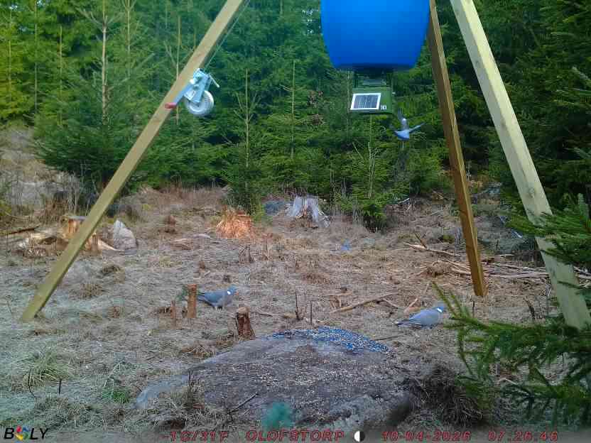 Bild från STORATRÄA