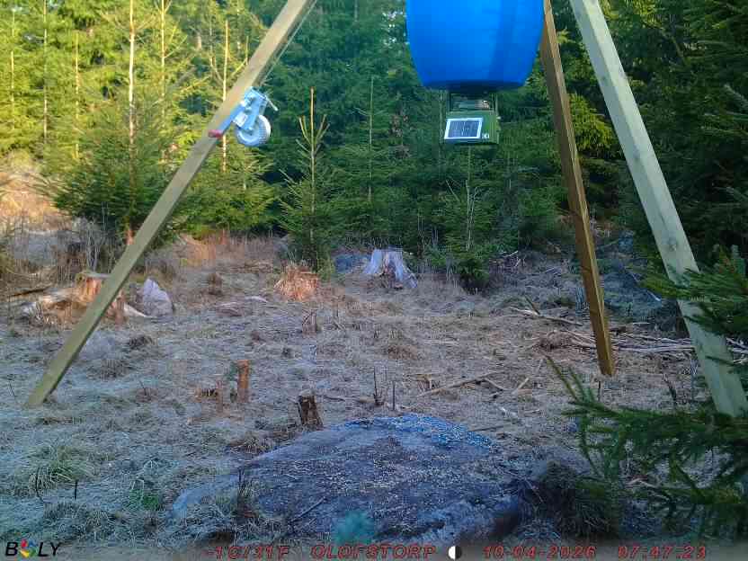 Bild från STORATRÄA