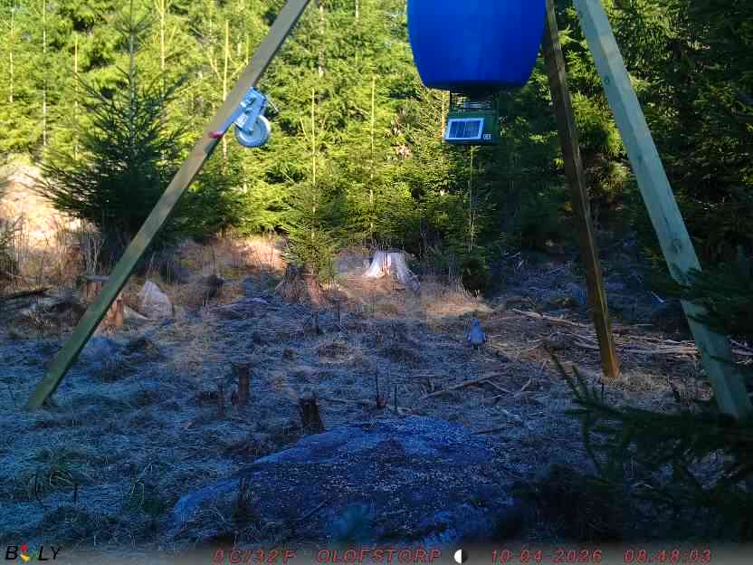 Bild från STORATRÄA