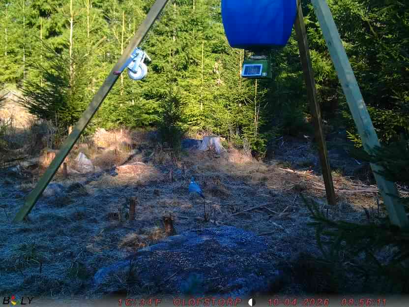 Bild från STORATRÄA