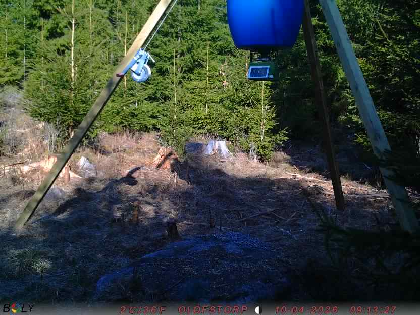 Bild från STORATRÄA