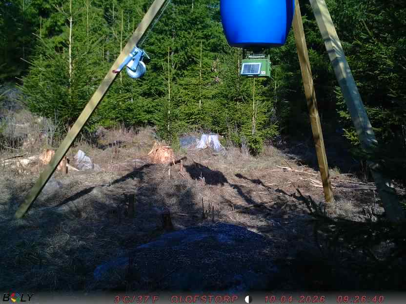 Bild från STORATRÄA