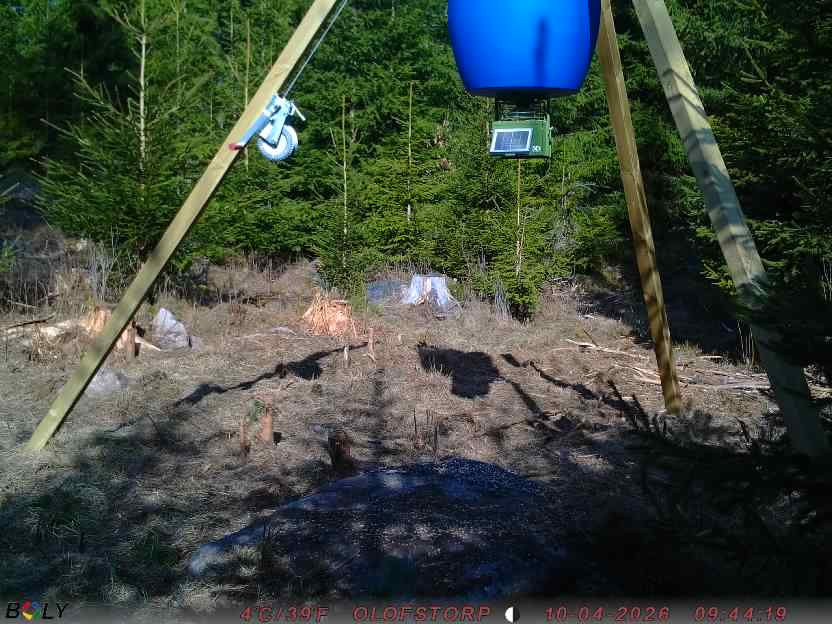 Bild från STORATRÄA